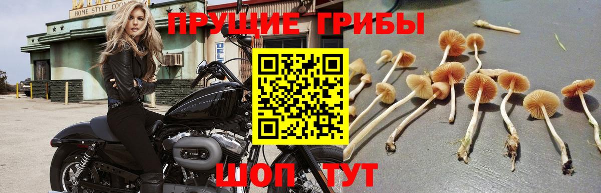 Псилоцибиновые грибы прущие грибы  Вход с VPN  Кулебаки 